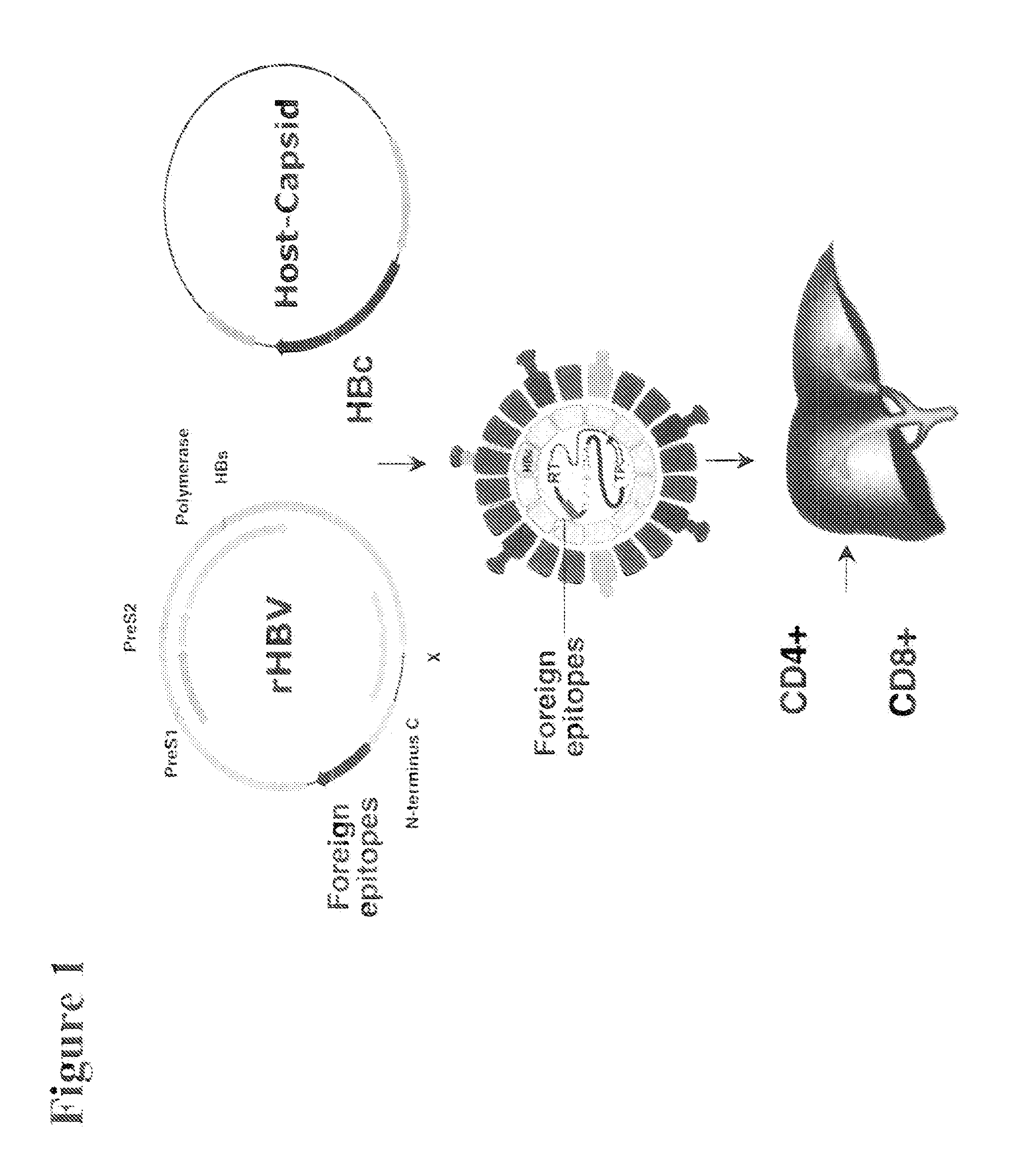 Polynucleotides allowing the expression and secretion of recombinant pseudo-virus containing foreign epitopes, their production, and use