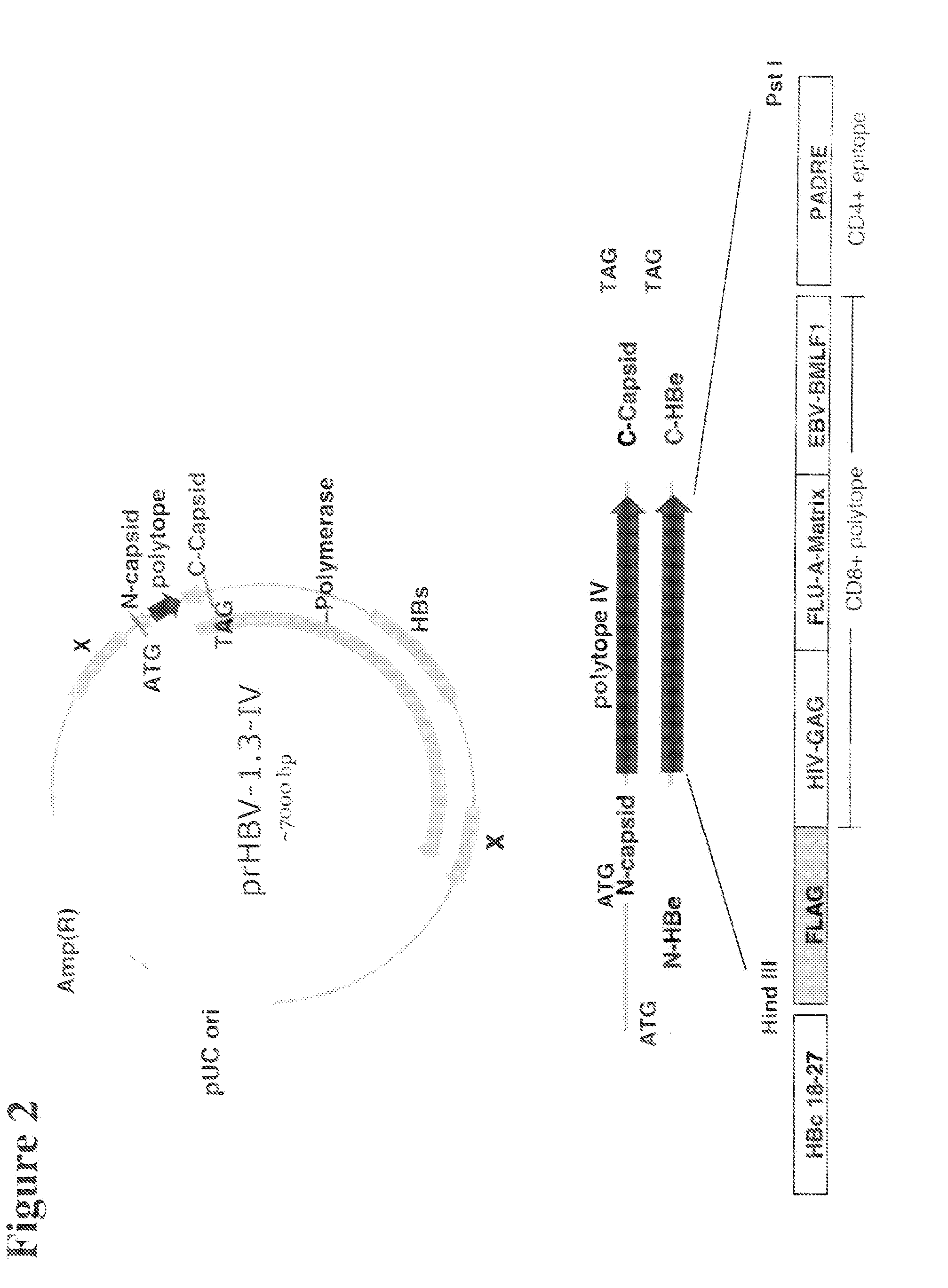 Polynucleotides allowing the expression and secretion of recombinant pseudo-virus containing foreign epitopes, their production, and use