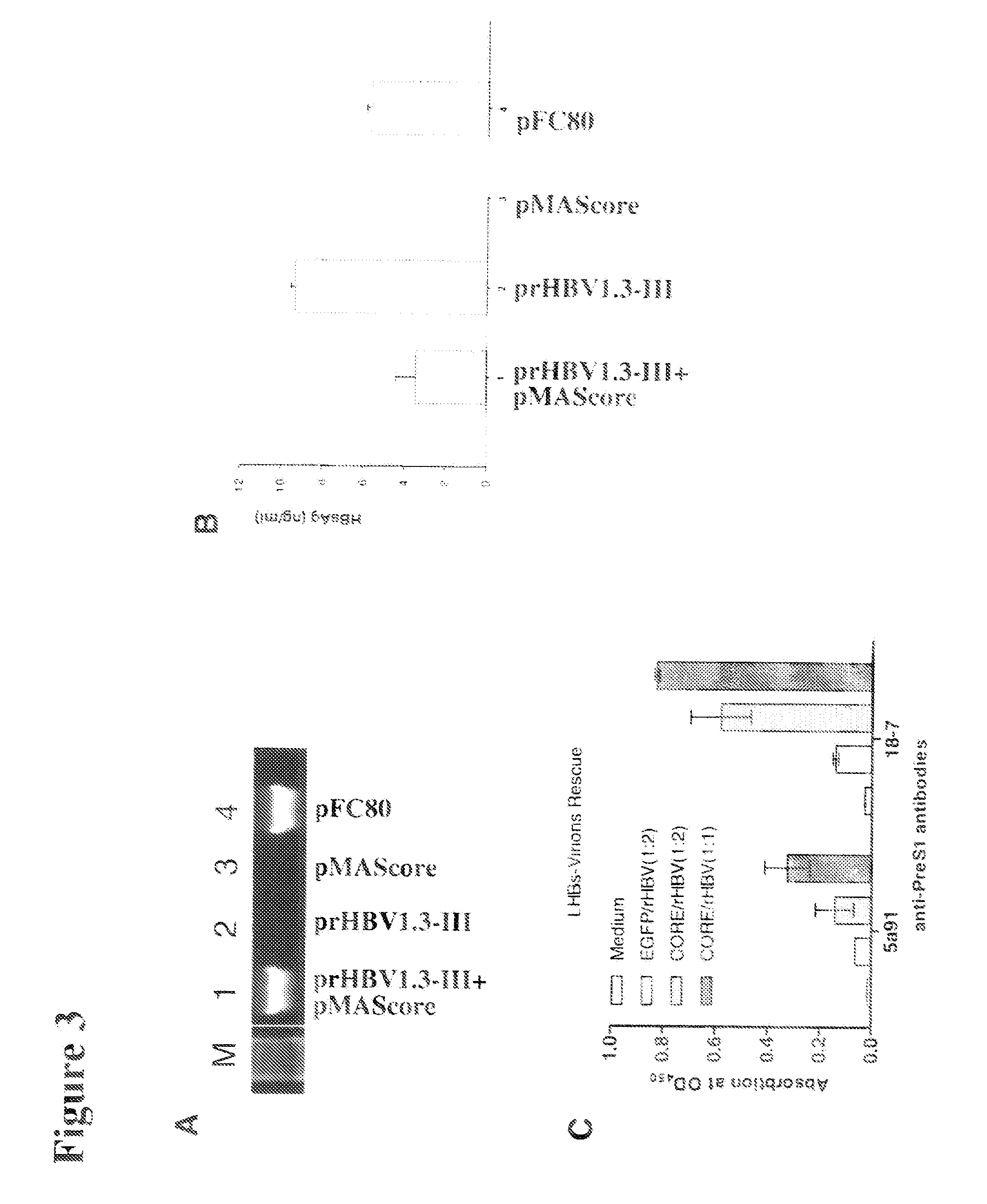 Polynucleotides allowing the expression and secretion of recombinant pseudo-virus containing foreign epitopes, their production, and use