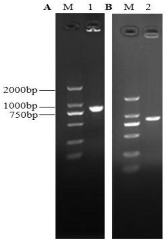 Application of recombinant attenuated Listeria in preparation of therapeutic vaccine for cervical cancer