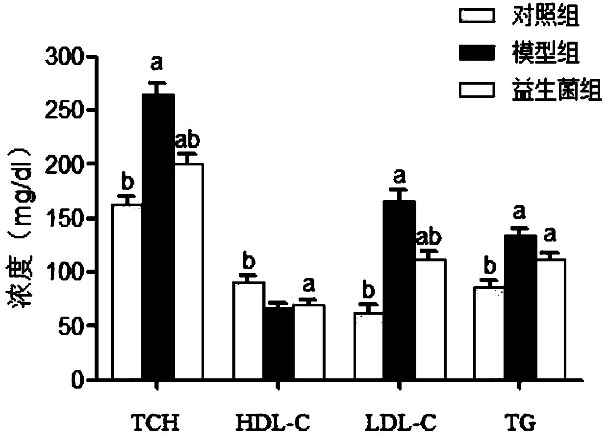 Lactobacillus plantarum improving easily-fat body and offspring weight and application thereof