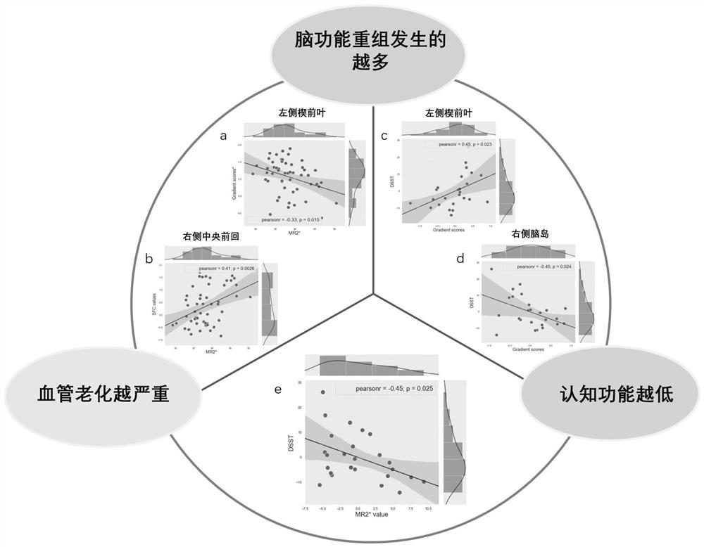 An fMRI-based approach to model building of the vascular basis-brain connectivity and cognitive behavior