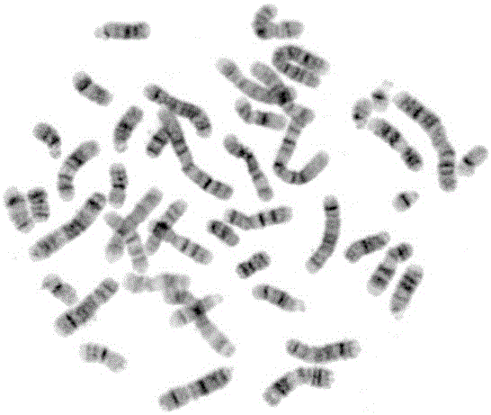 Bone Marrow Chromosome Extraction Kit