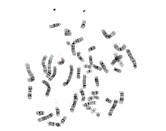 Bone Marrow Chromosome Extraction Kit