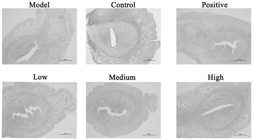 Use of taro tubers for accelerated post-harvest restoration