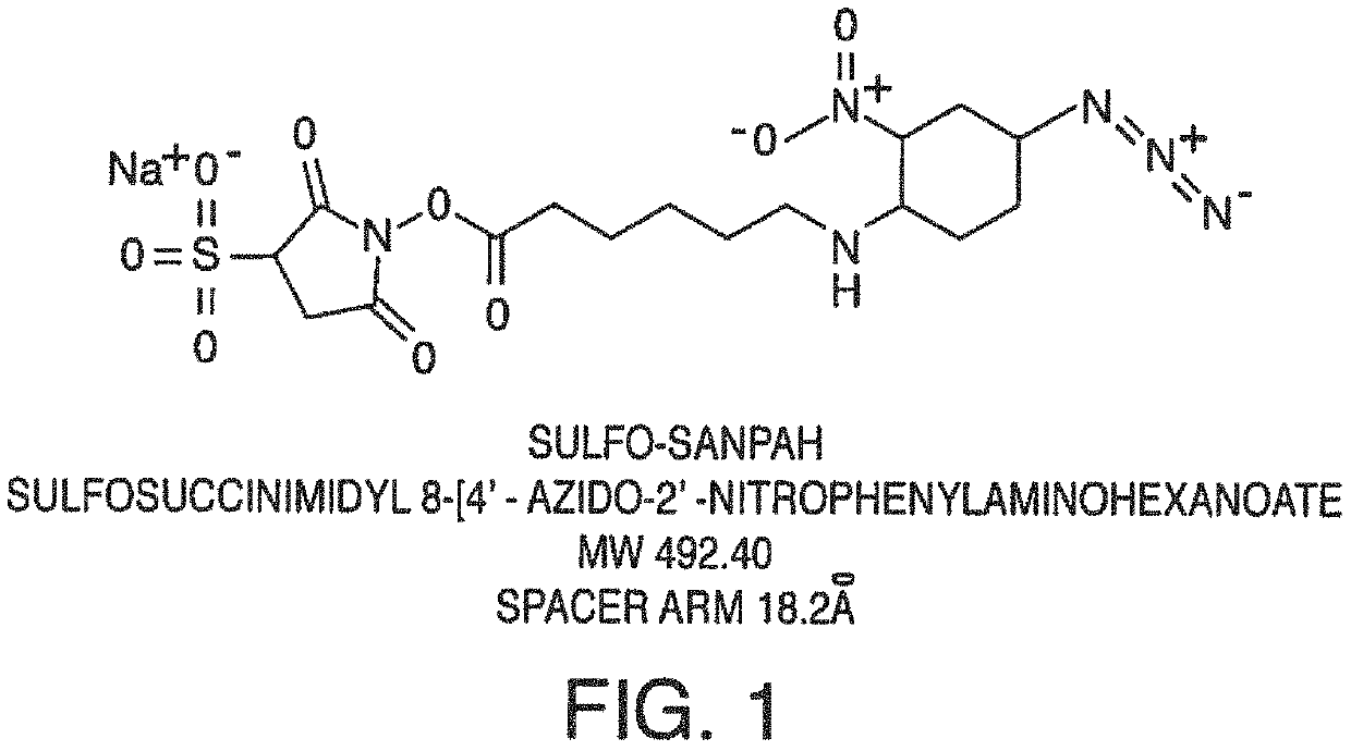 Compositions and methods of cell attachment