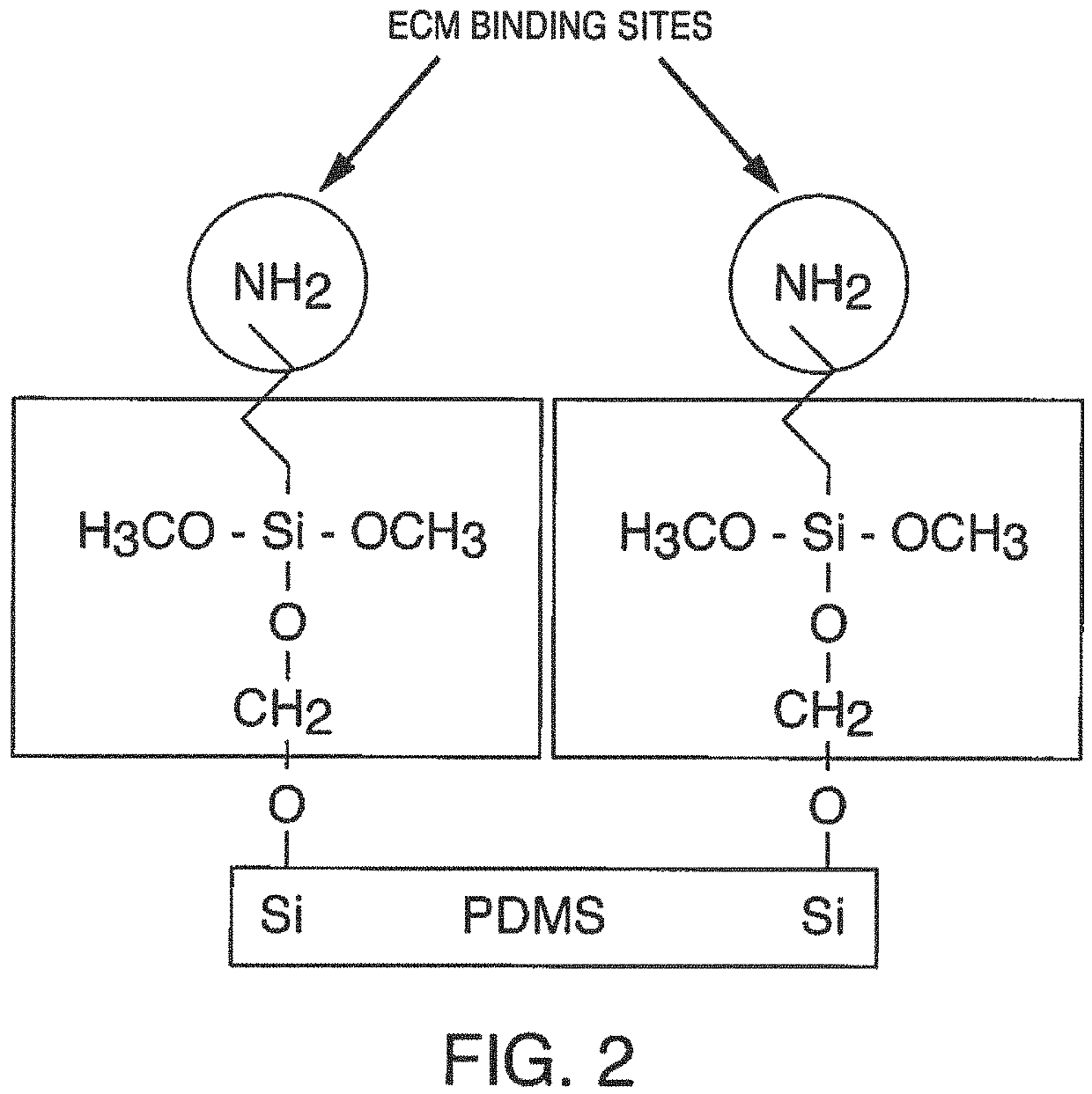 Compositions and methods of cell attachment