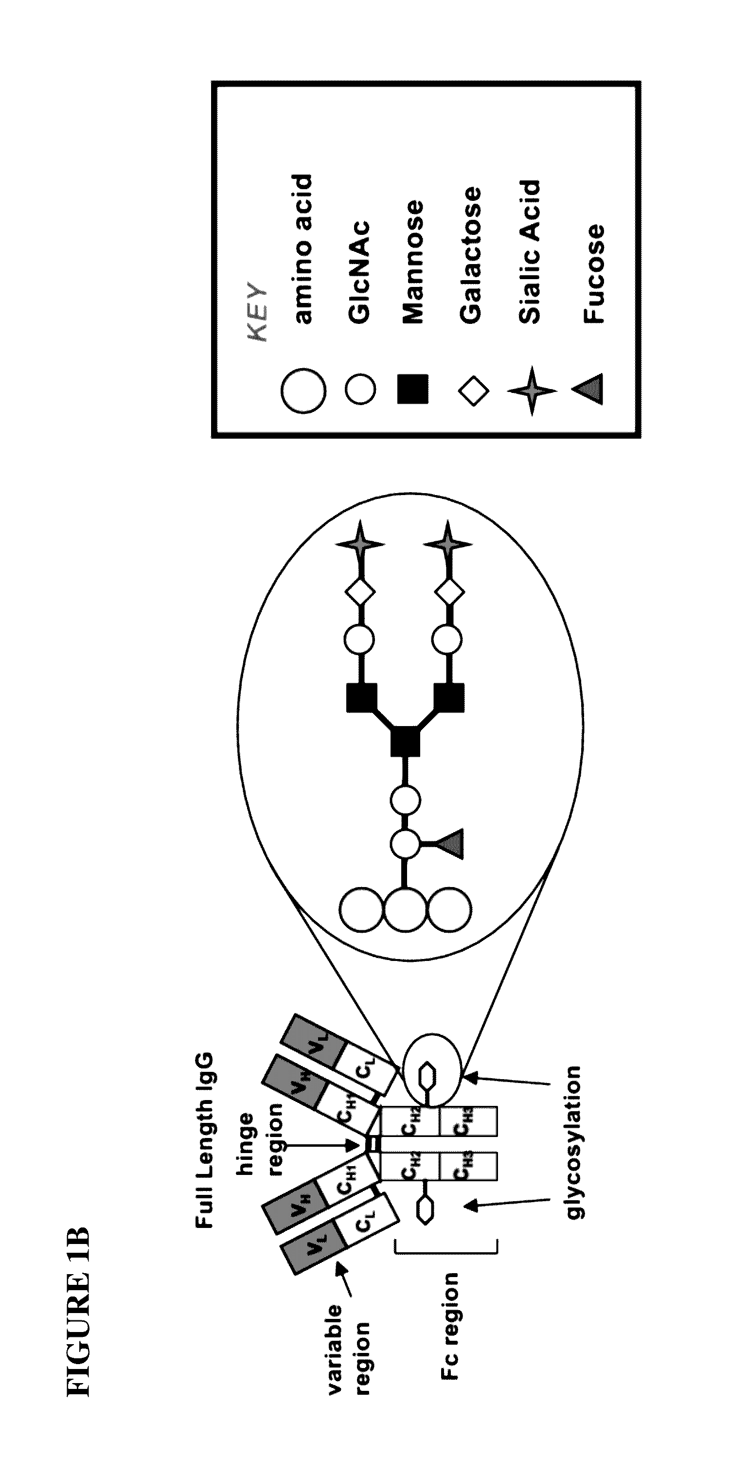 Glycoengineered binding protein compositions