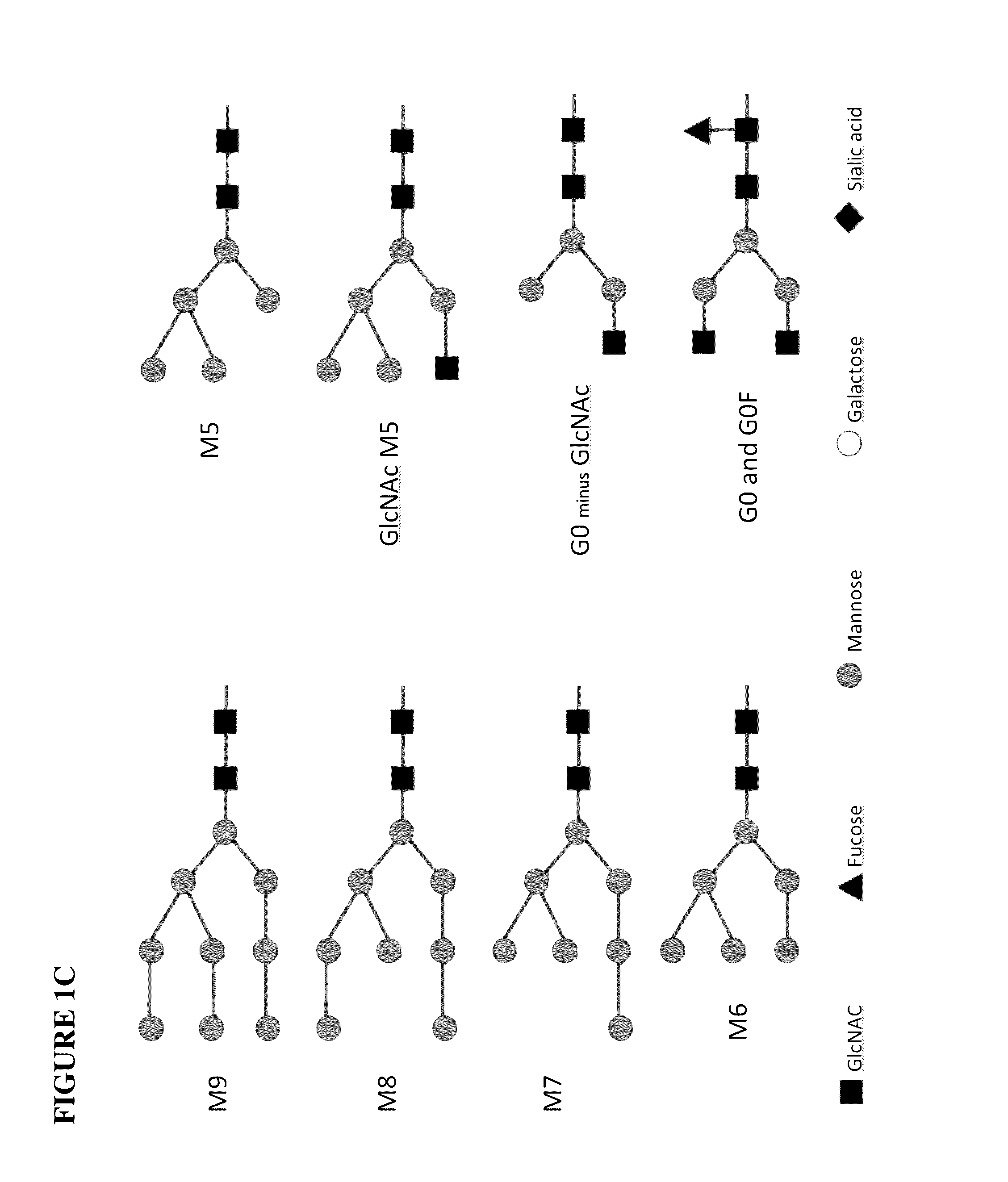 Glycoengineered binding protein compositions