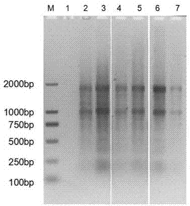 Method for fully obtaining interstitial ribosome nascent-chain complex