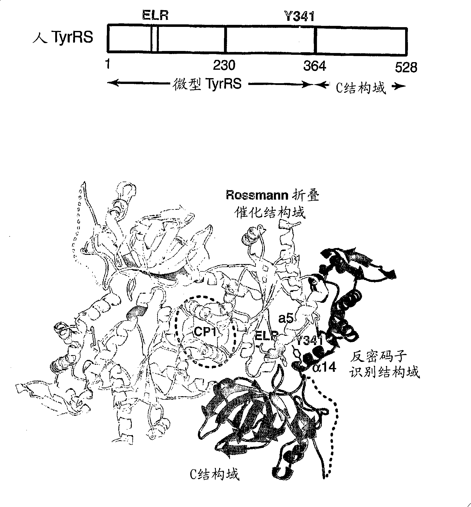 Angiogenic tyrosyl tRNA synthetase compositions and methods