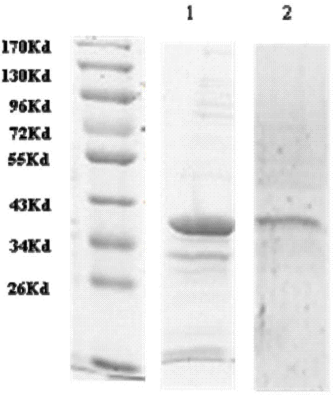 Recombinant protein IGF (insulin-like growth factor) 1-24 and application thereof