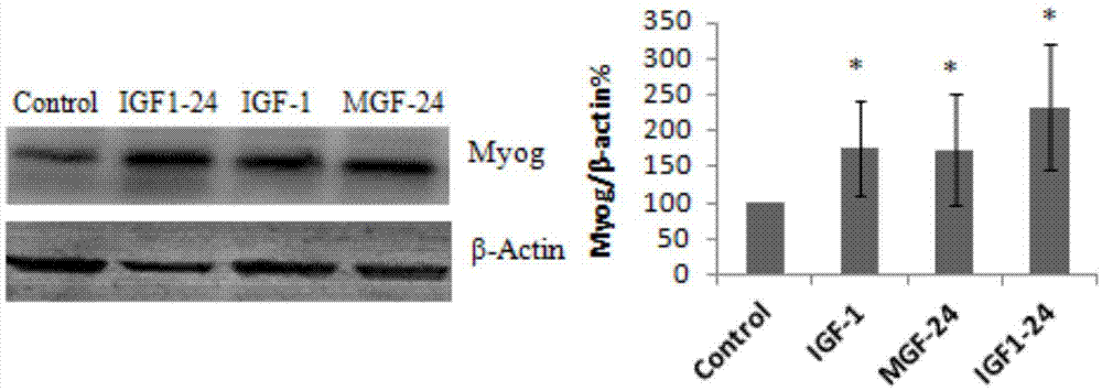 Recombinant protein IGF (insulin-like growth factor) 1-24 and application thereof