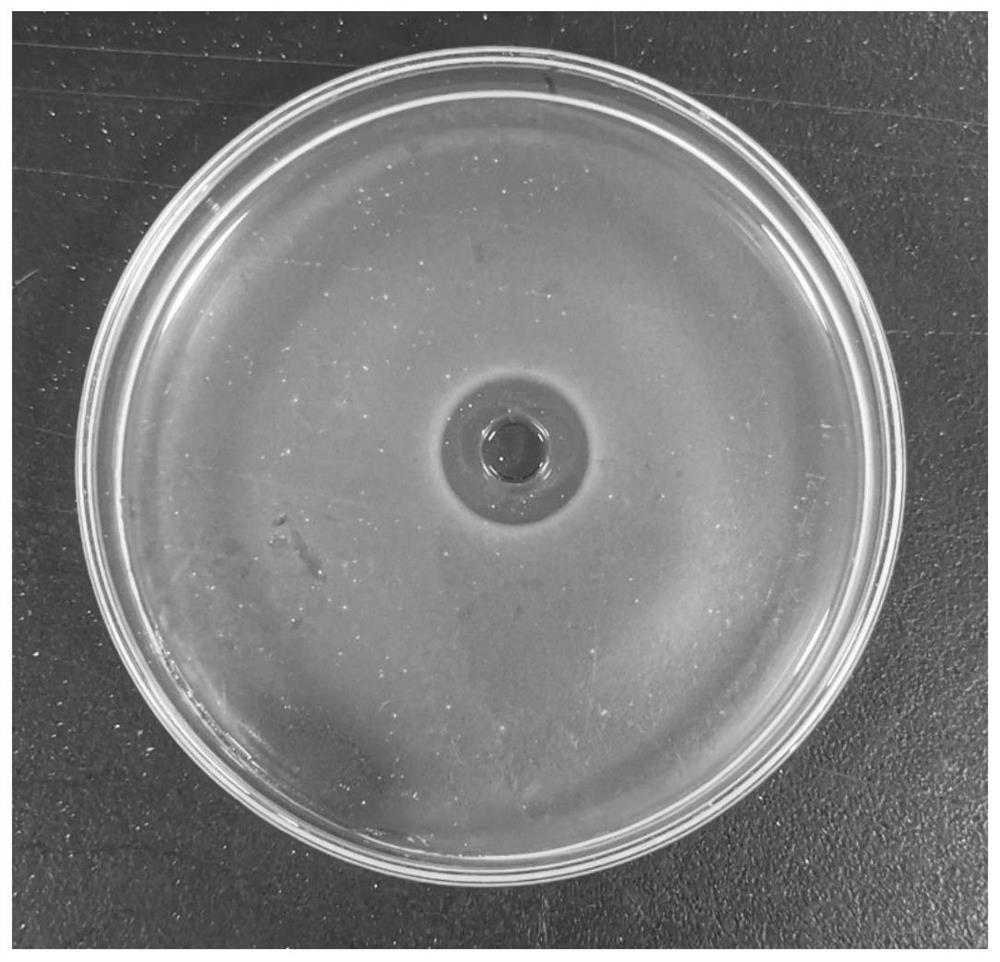 A kind of antimicrobial peptide and its application