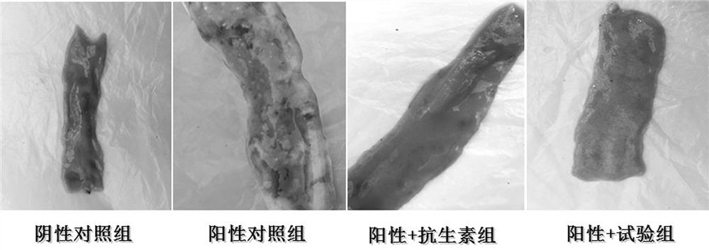 Micro-ecological preparation for treating necrotic enteritis of broiler chicken and application of micro-ecological preparation