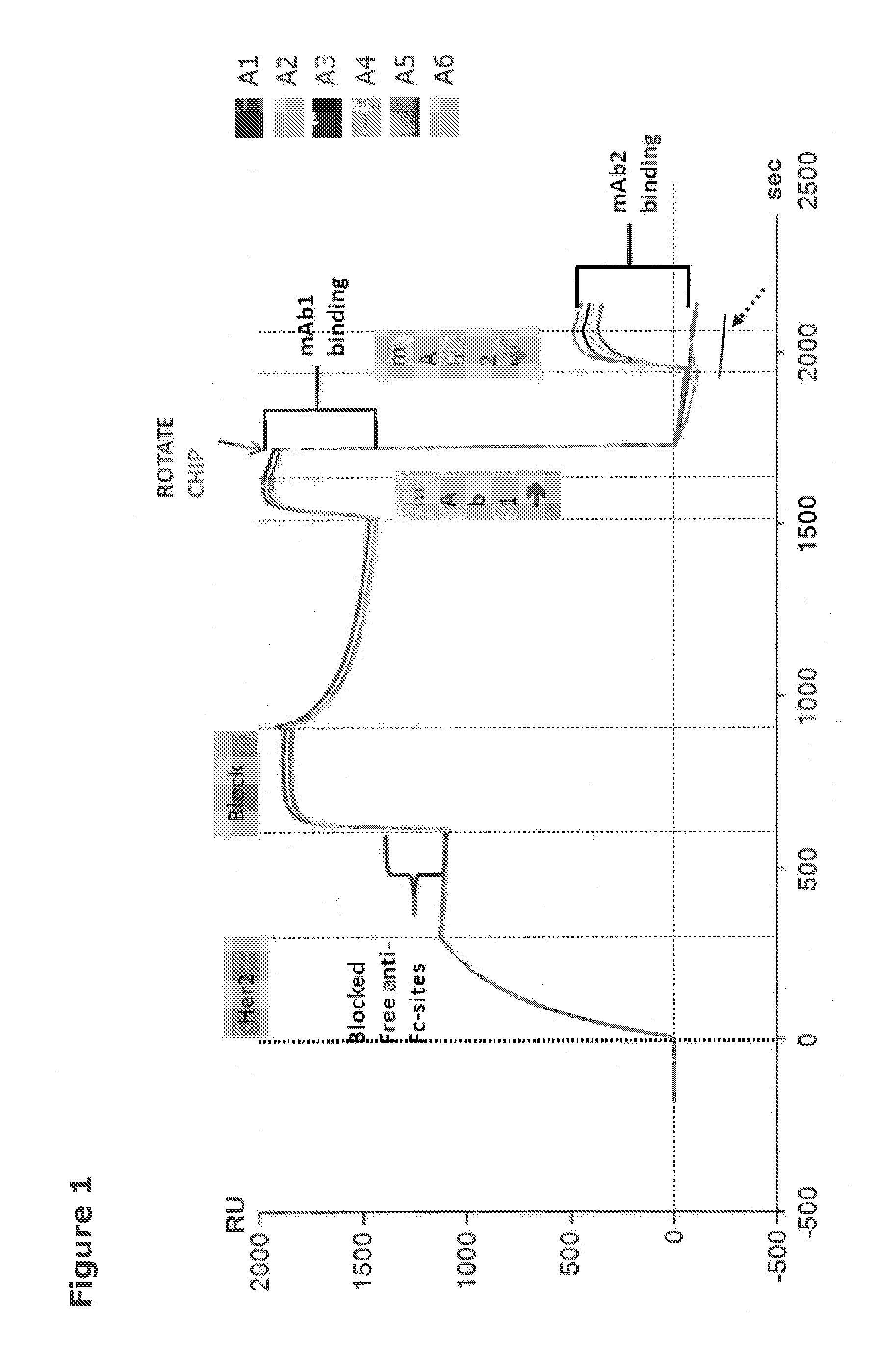 Anti-her2 antibodies and compositions