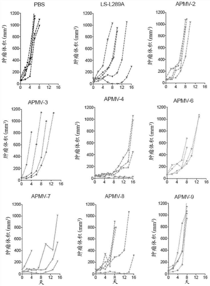 Apmv and uses thereof for treatment of cancer