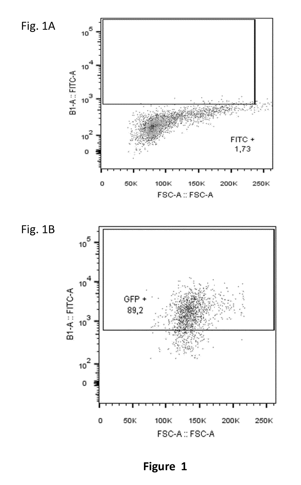 Methods for improving functionality in nk cell by gene inactivation using specific endonuclease
