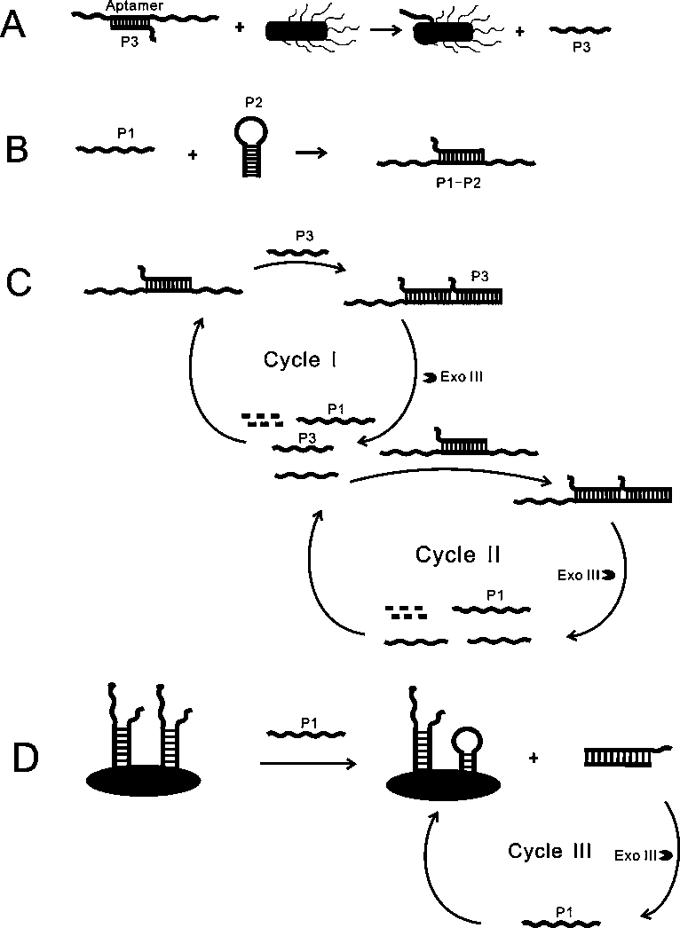 A biosensor for detecting Salmonella typhimurium