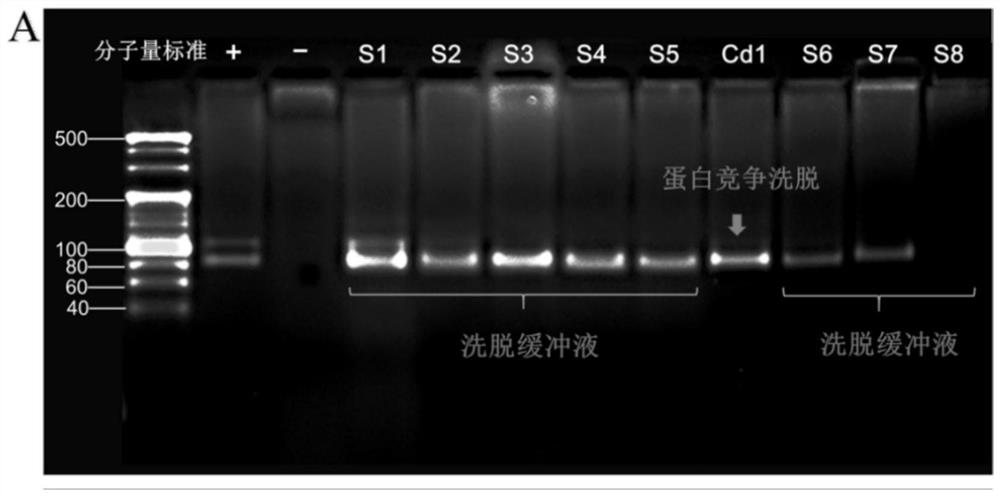 ssDNA aptamer capable of specifically identifying N-cadherin, and screening method and application of ssDNA aptamer