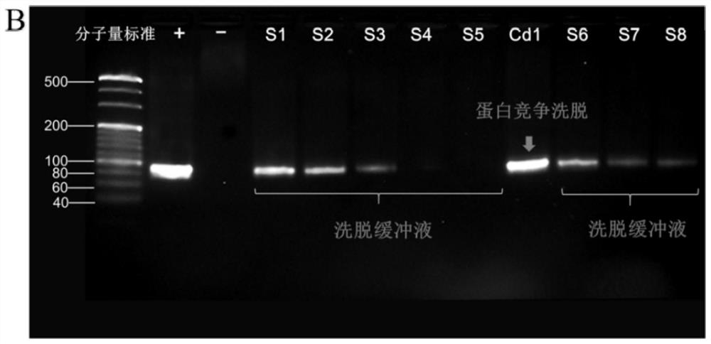 ssDNA aptamer capable of specifically identifying N-cadherin, and screening method and application of ssDNA aptamer