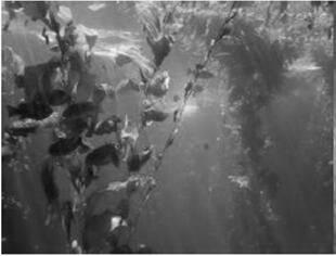 Underwater image comprehensive enhancement method for target recognition