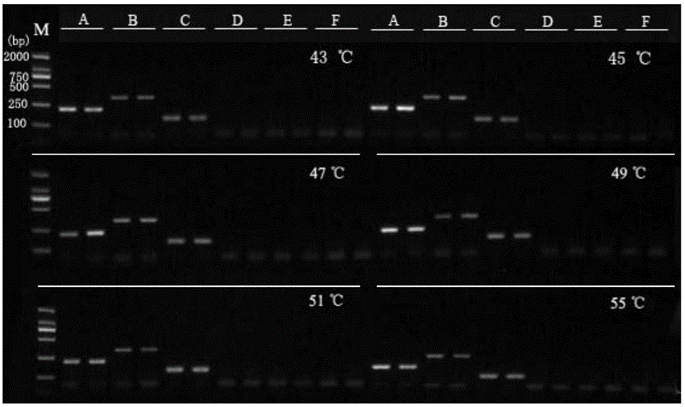 Complete-set reagent and method for identifying syngnathus