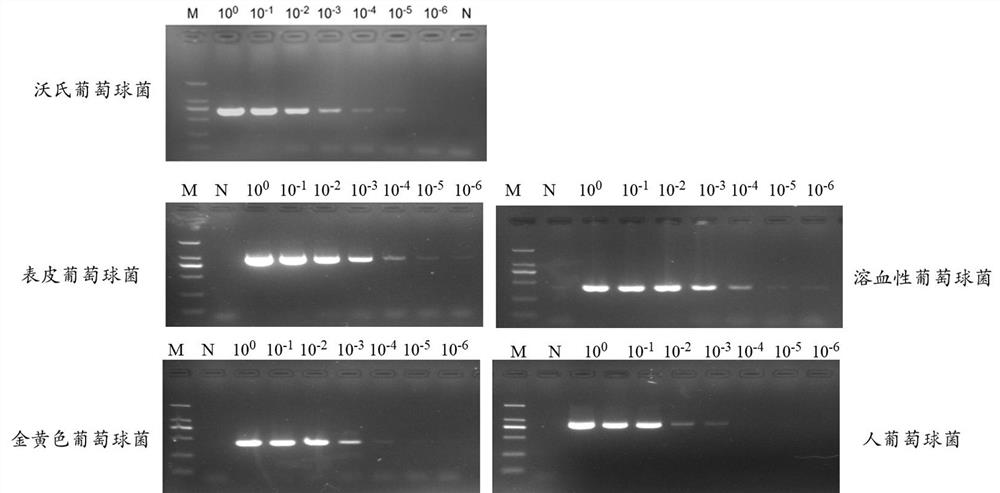 Primers and detection kit for identifying various staphylococci based on pheS gene and application of primers and detection kit