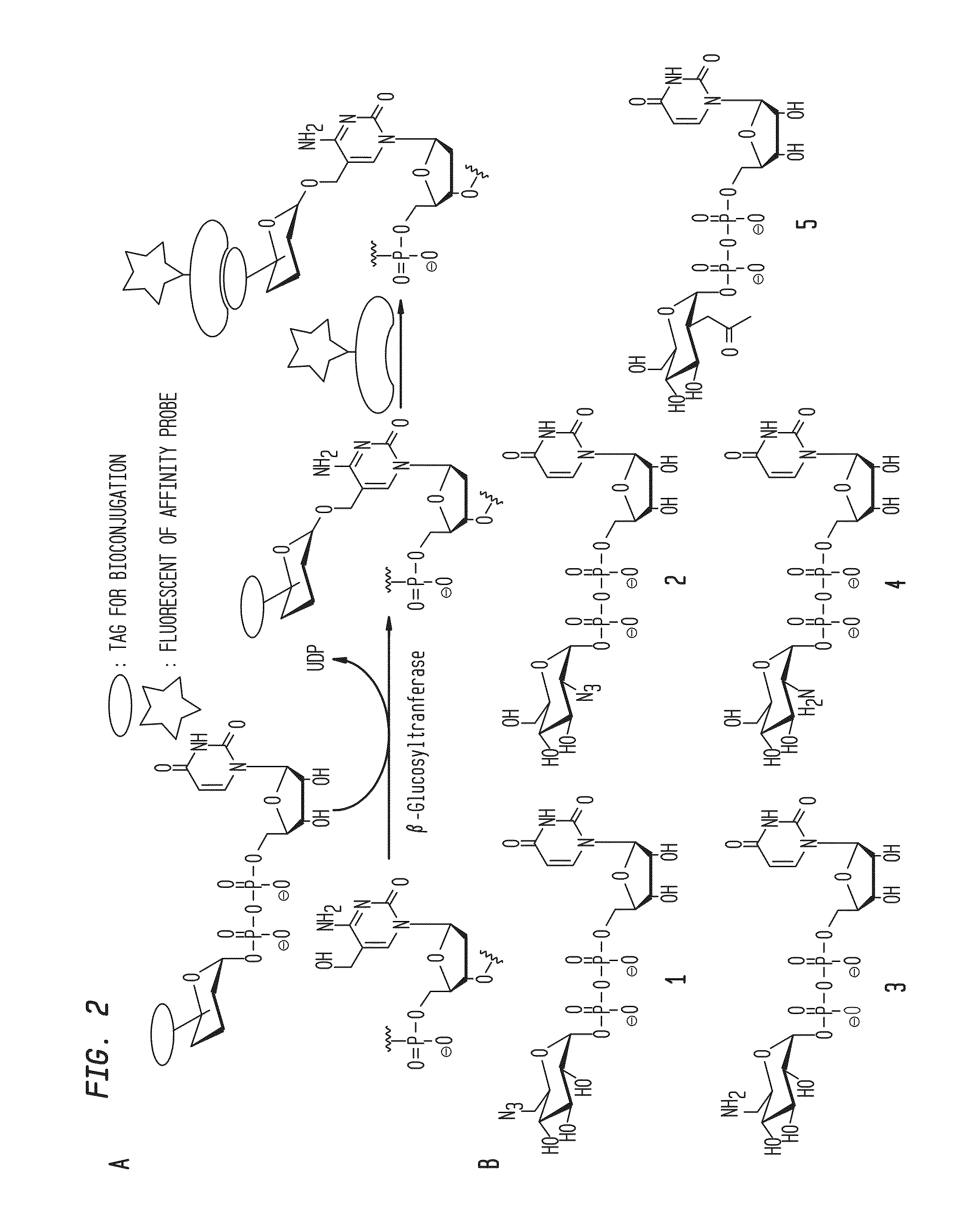 Compositions and methods for the transfer of a hexosamine to a modified nucleotide in a nucleic acid