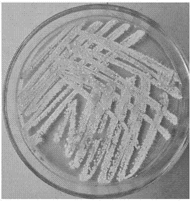 Marine streptomyces with antibacterial activity