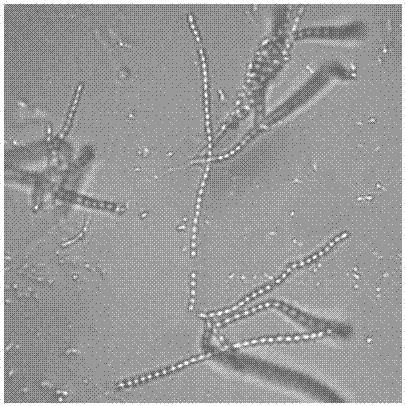 Marine streptomyces with antibacterial activity