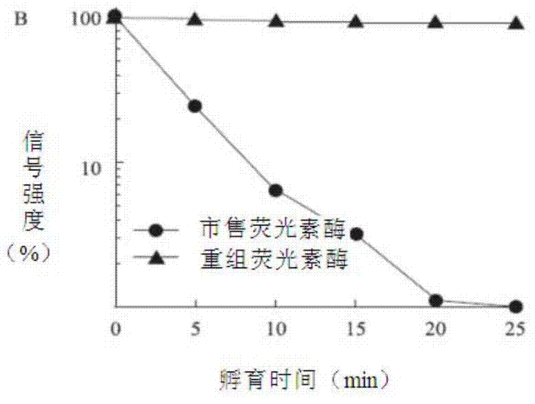 ATP releasing agent and germ fast detection reagent containing ATP releasing agent