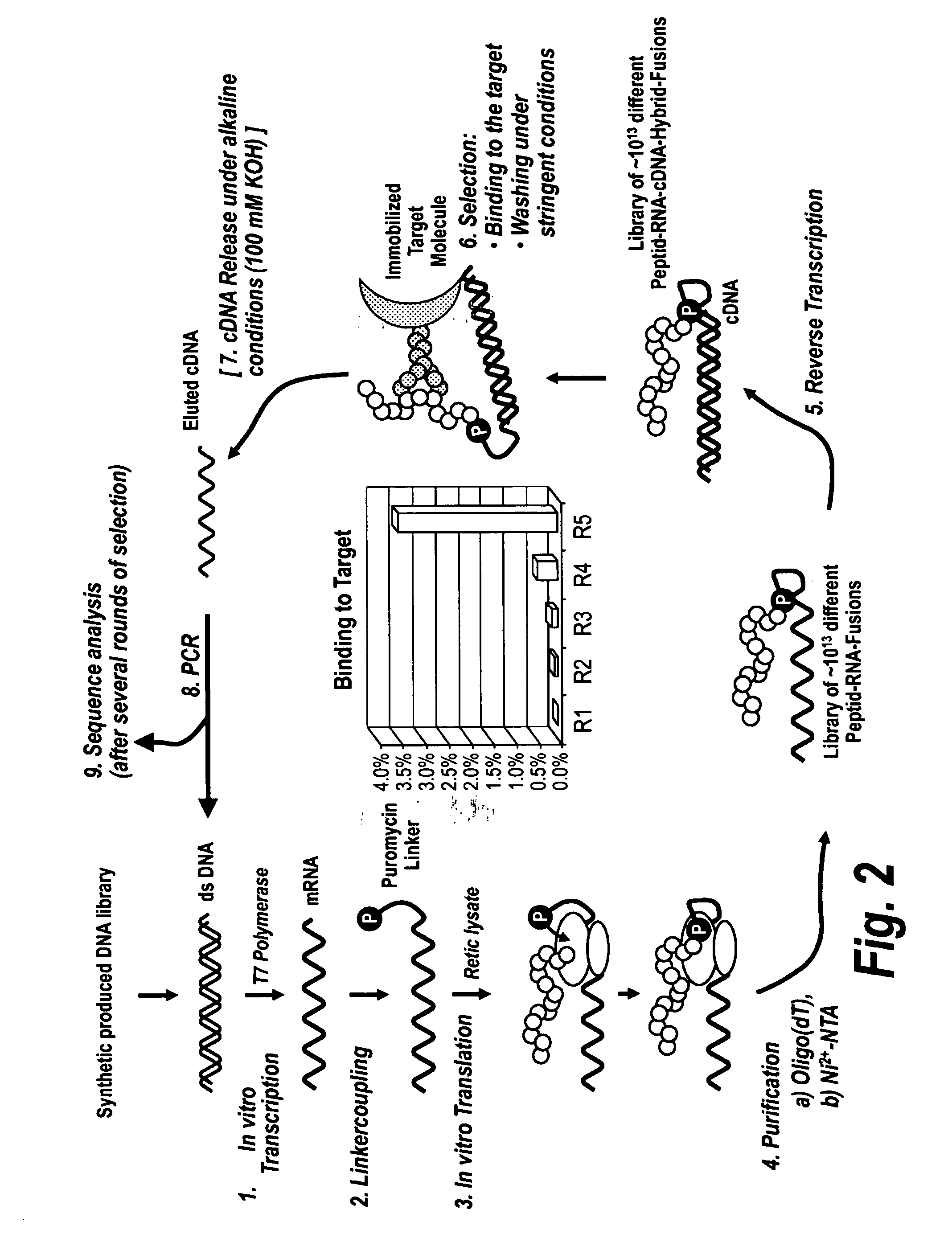 High affinity adaptor molecules for redirecting antibody specifity