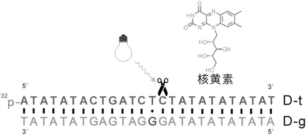 Riboflavin and riboflavin derivatives as cancer therapy targeted drugs and application of cancer therapy targeted drugs