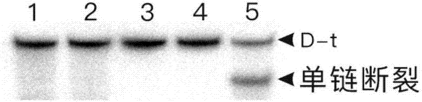 Riboflavin and riboflavin derivatives as cancer therapy targeted drugs and application of cancer therapy targeted drugs