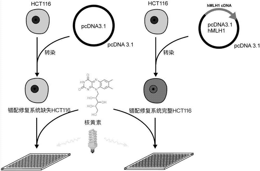 Riboflavin and riboflavin derivatives as cancer therapy targeted drugs and application of cancer therapy targeted drugs