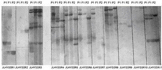 Method for identifying hybrid soybeans seeds by molecular markers