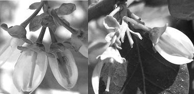 Method for improving Vaccinium spp. hybridization emasculation efficiency