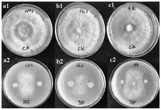 Bacillus amyloliquefaciens for preventing and treating botrytis cinerea in plants and application of bacillus amyloliquefaciens