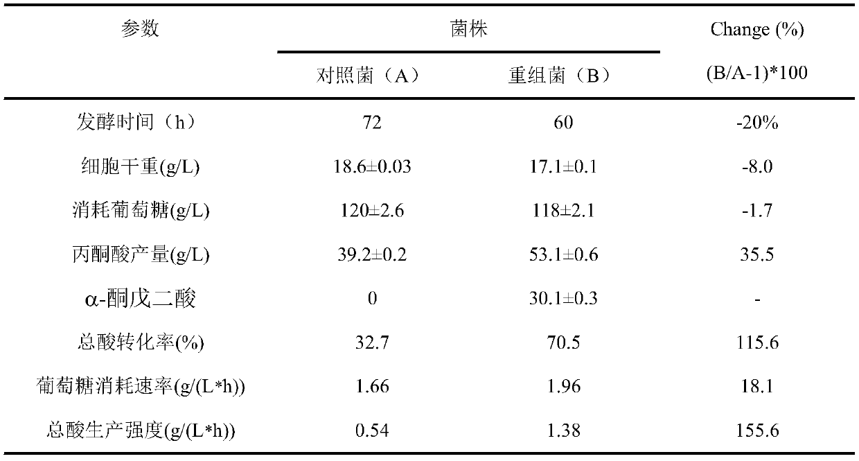 A recombinant Torulopsis glabrata co-producing pyruvate and α-ketoglutarate