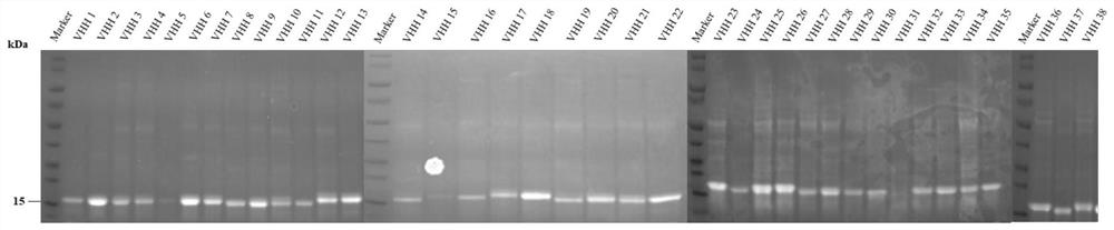 Single domain antibody against bovine serum albumin bsa and its derivative protein