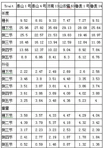 Method for breeding high-yield winter wheat by stalk characteristic