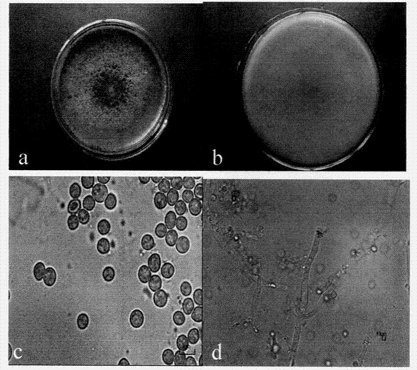 Trichoderma aureoviride and application thereof