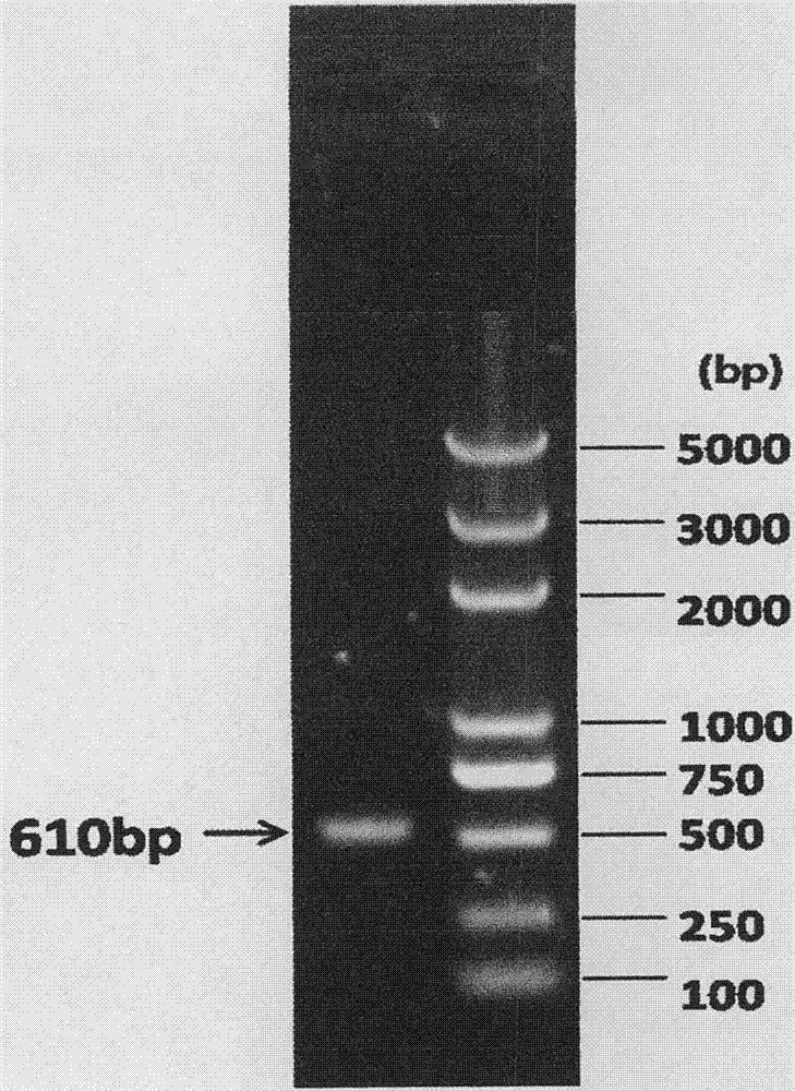 Trichoderma aureoviride and application thereof