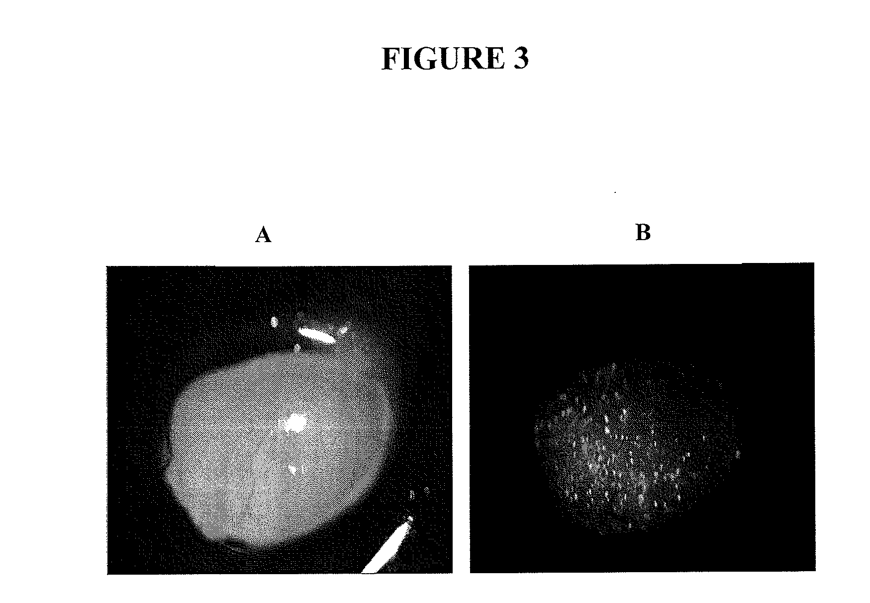 Rapid method for generating gene knock down model