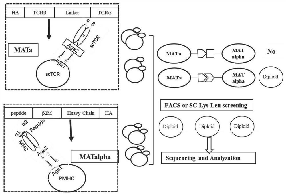 A rapid method for identifying cross-reactive activity of high-affinity TCR antigens