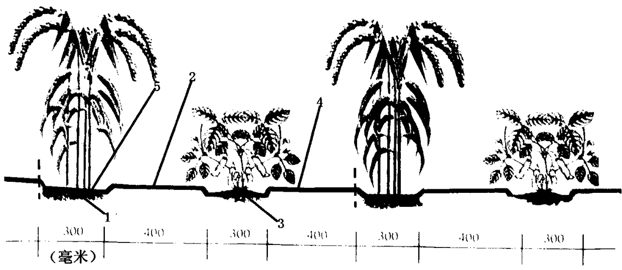Novel planting method used for crops