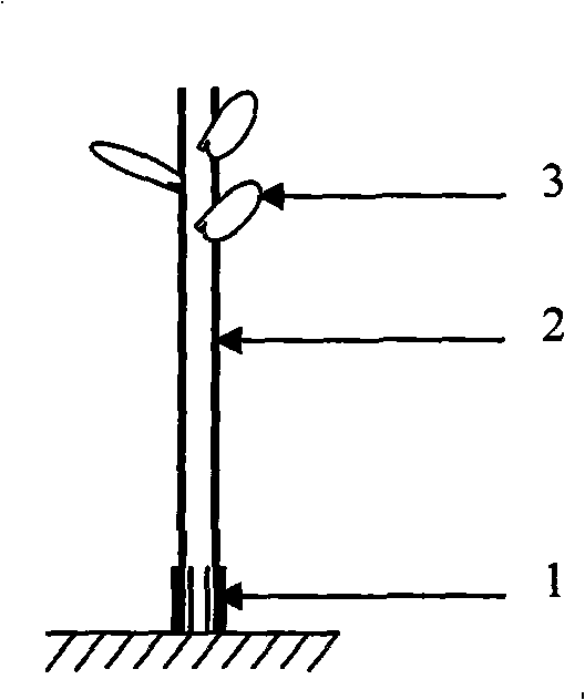 Method for enhancing disease resistance of fruit tree using interstock