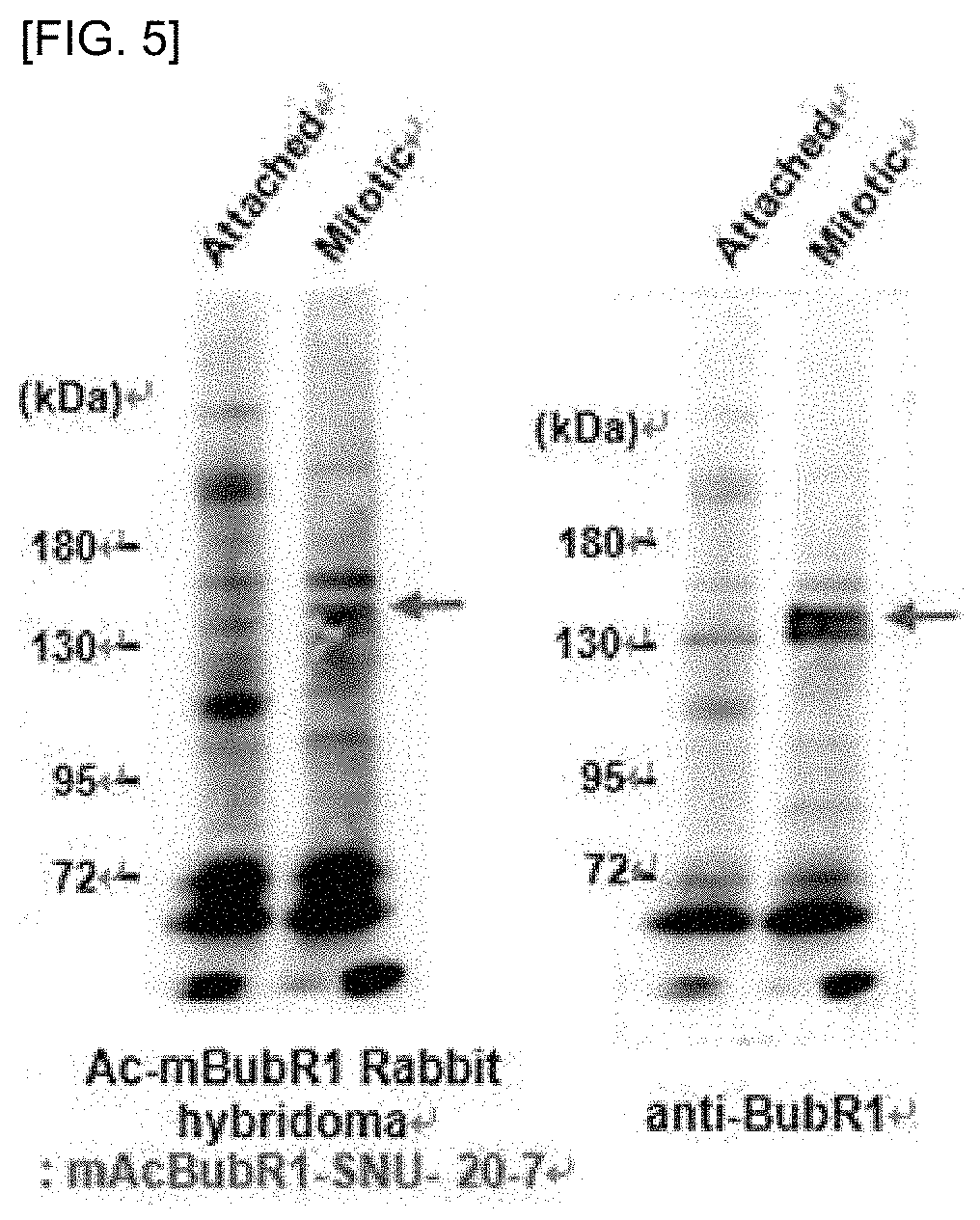 Specific monoclonal antibody to acetylated mouse BubR1 and preparation method therefor