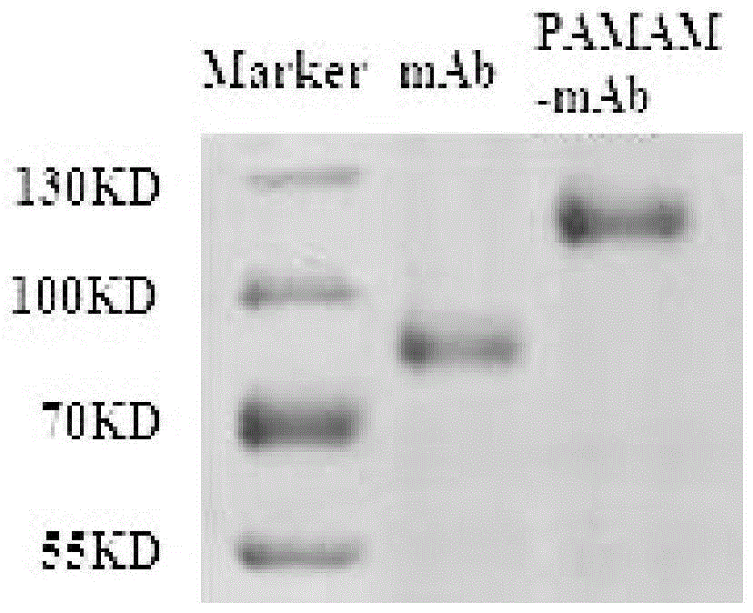 Targeted boron preparation and preparation method thereof